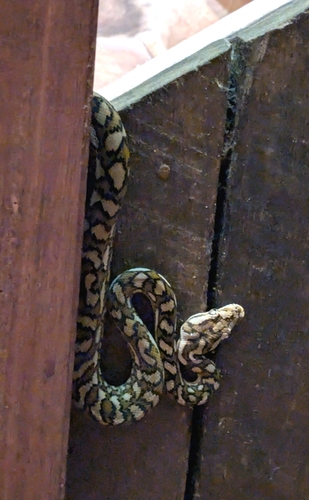 Coastal Carpet Python sighting