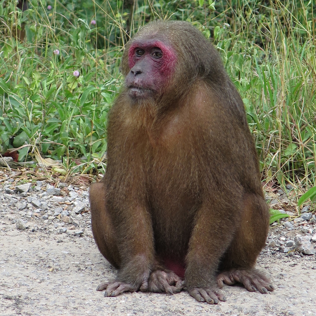 Stump-tailed Macaque (Macaca arctoides) - Know Your Mammals