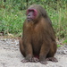 Stump-tailed Macaque - Photo (c) Karen Nichols, all rights reserved, uploaded by Karen Nichols