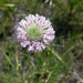 Marshallia graminifolia graminifolia - Photo (c) Dustin Angell, all rights reserved, uploaded by Dustin Angell