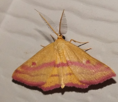 Chickweed Geometer Moth