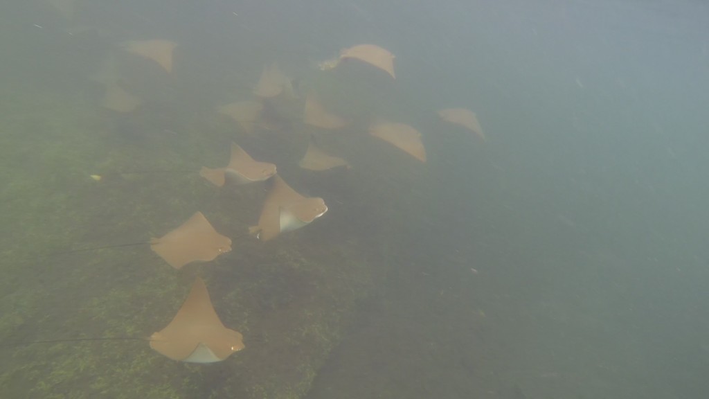 Golden Cownose Ray in May 2019 by Isaiah Box · iNaturalist
