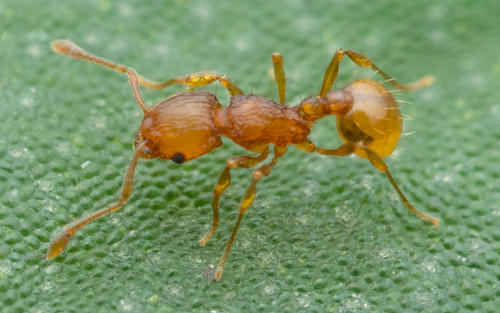 Wasmannia affinisWasmannia affinis