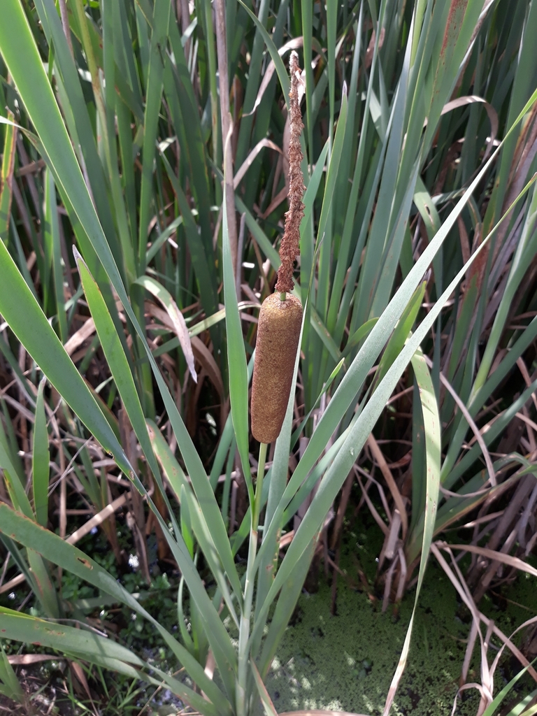 broadleaf cattail from Clarks Corner Harrington, Harrington, DE 19952, USA on July 7, 2019 at 03