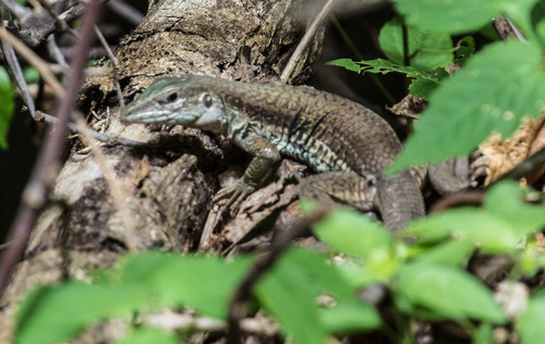Sack's Giant Whiptail Lizard