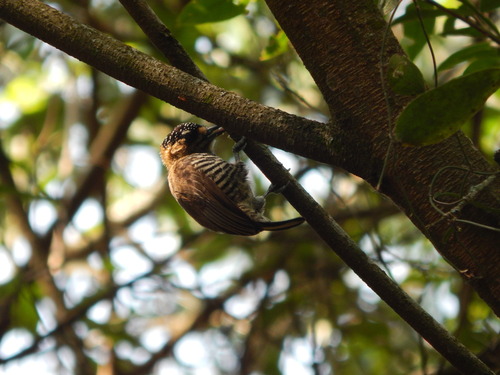 Ochre-collared Piculet
