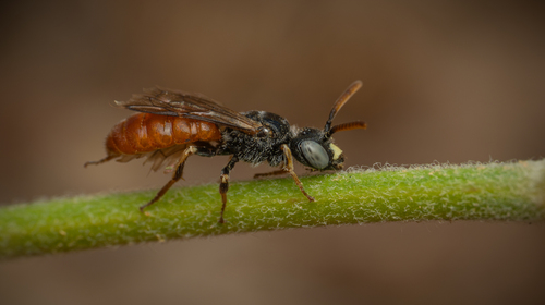 Austropanurgus punctatus