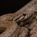 Chilean Slender Snake - Photo (c) Javier Perez Cid, all rights reserved