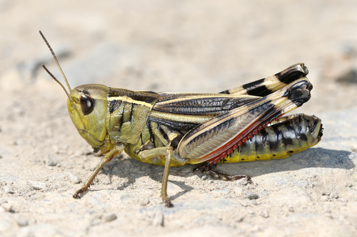 Large Banded Grasshopper