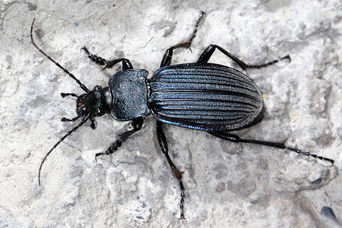 Carabus exaratus