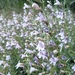 Colorado Toadflax Beardtongue - Photo (c) Grace McCartha, all rights reserved, uploaded by Grace McCartha