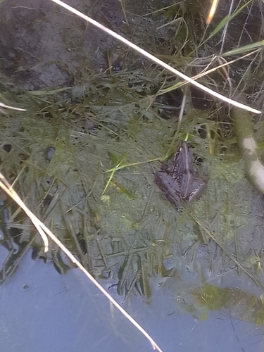 Common River Frog