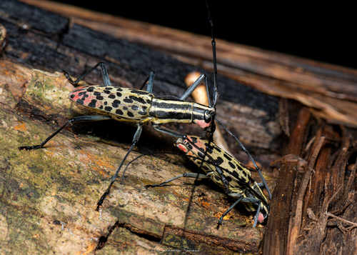Macrochenus guerinii