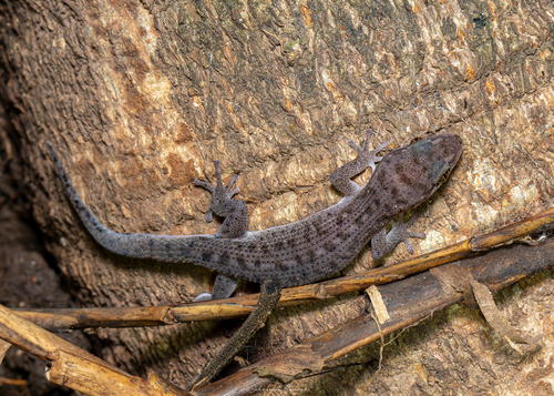 Siamese Leaf-toed Gecko