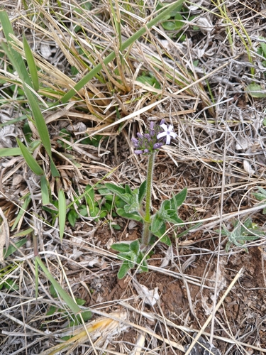 Broadleaf Pentanisia