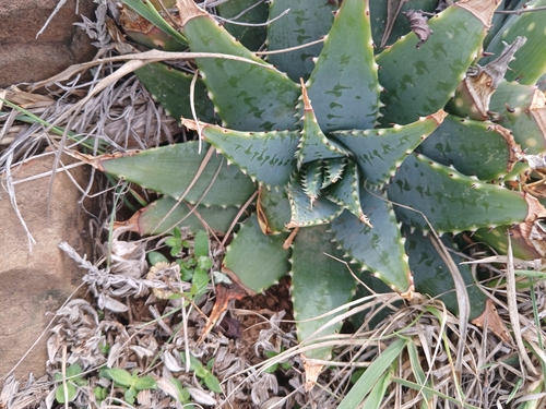 Meadow Aloe