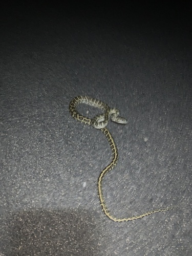 Coastal Carpet Python sighting