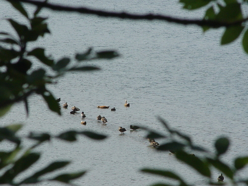 Zlatokrila utva (Tadorna ferruginea)