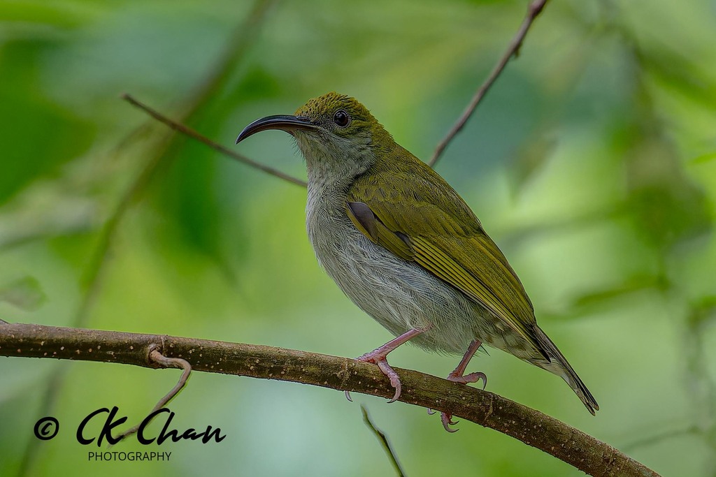 Gray-breasted Spiderhunter (Arachnothera modesta) photo