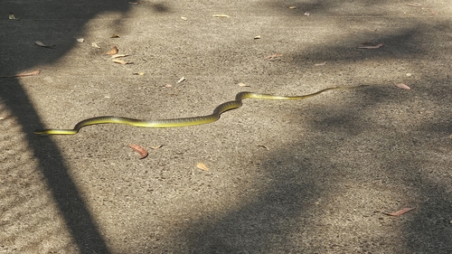 Common Tree Snake sighting