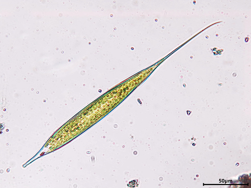 Genus Euglena · iNaturalist