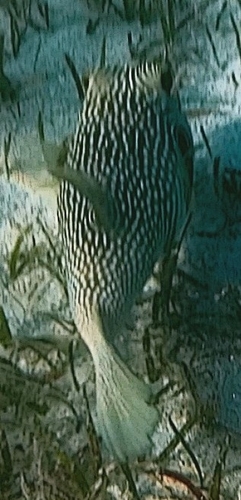 White-spotted Puffer — seen at this dive site