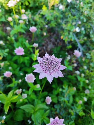 Caucasian Astrantia