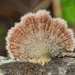 Schizophyllum - Photo (c) Philip Herbst, all rights reserved, uploaded by Philip Herbst