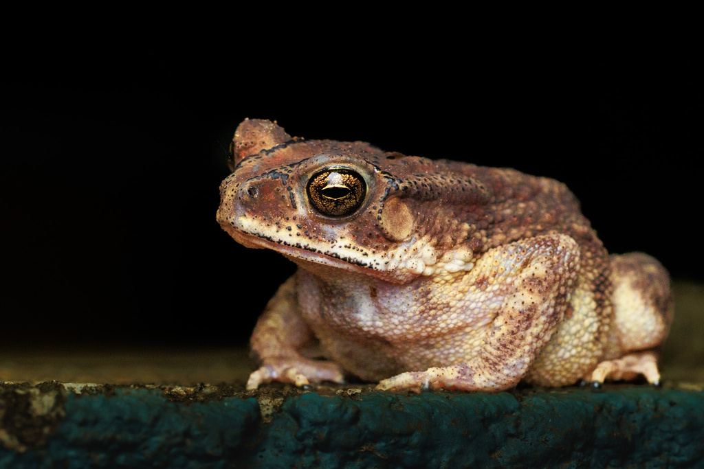 아시아검은안경두꺼비 from Honavar, Uttara Kannada, KA, IN on... iNaturalist 아시아검은안경두꺼비 (Duttaphrynus melanostictus)
