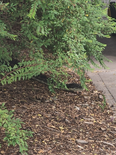 Coastal Carpet Python sighting