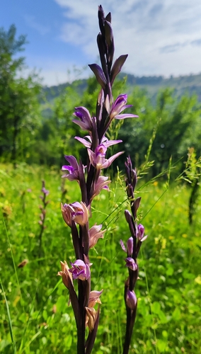 Violet Bird's-nest
