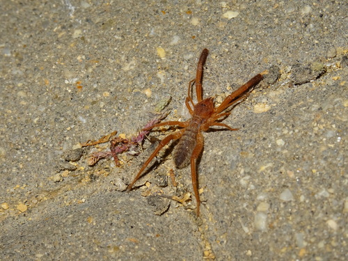 Iberian Solifugid