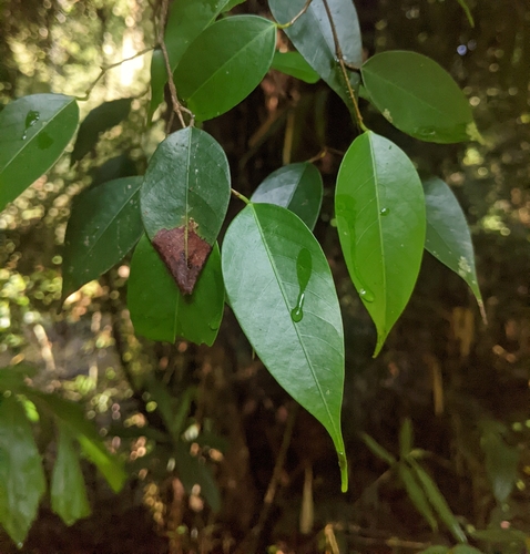 Shorea ovalifolia