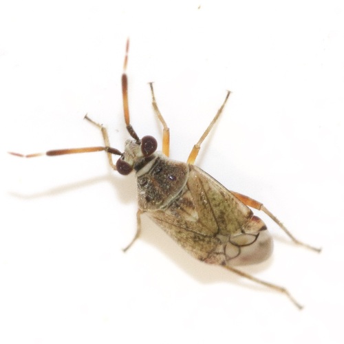 Eurystylus bellevoyei (Reuter, 1879)