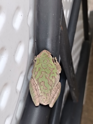 Mexican Treefrog