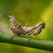 Mantis Enana Europea - Photo (c) Giulio Piras, todos los derechos reservados, subido por Giulio Piras