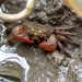 Red Clawed Crab - Photo (c) 雨滴, all rights reserved, uploaded by 雨滴