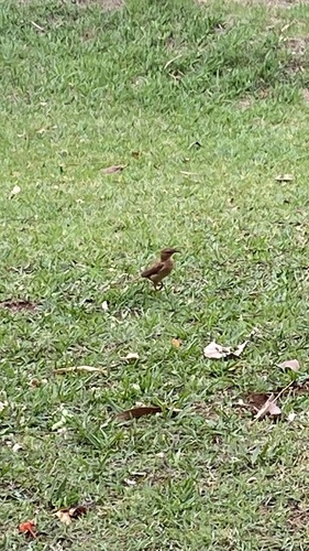 Rufous Hornero