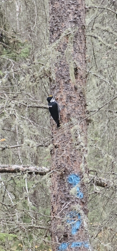 Black-backed Woodpecker