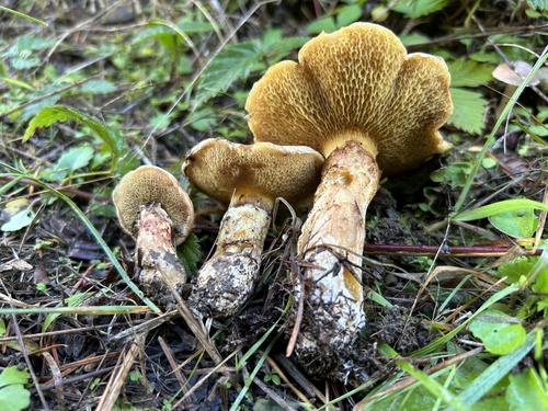 Owingsia PNW01 graham.jpg