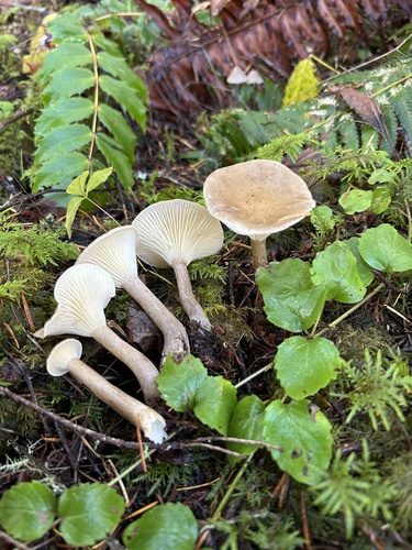 Owingsia PNW01 graham.jpg