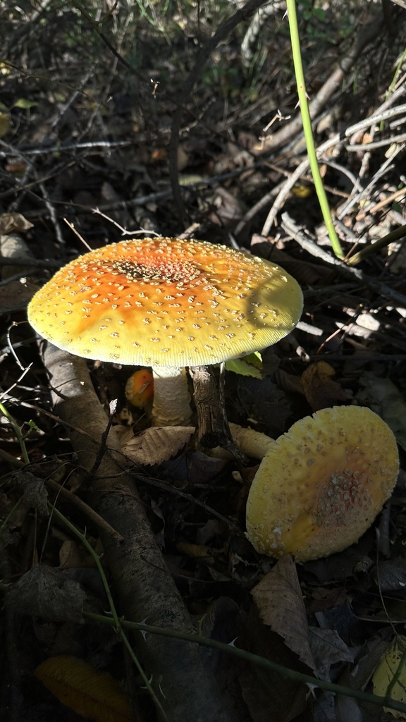 Amanita muscaria<br>19 October, 2024