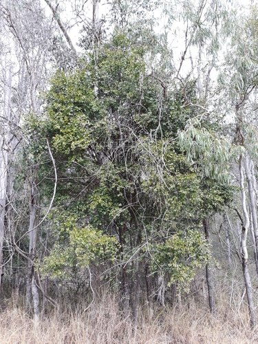 Microcitrus australis (Planch.) Swingle