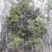 Australian Round Lime - Photo (c) Ecca James, all rights reserved, uploaded by Ecca James