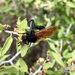 Mydas luteipennis - Photo (c) mckcolin, todos os direitos reservados, uploaded by mckcolin