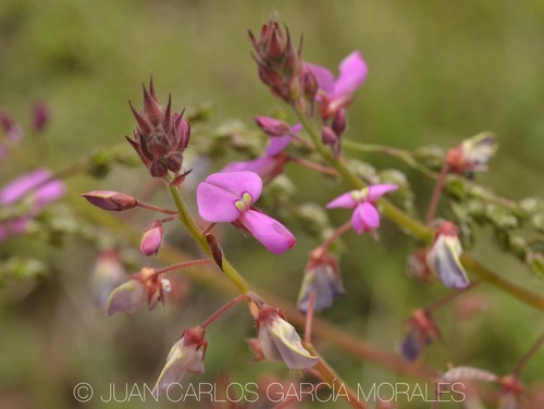 Silverleaf Desmodium