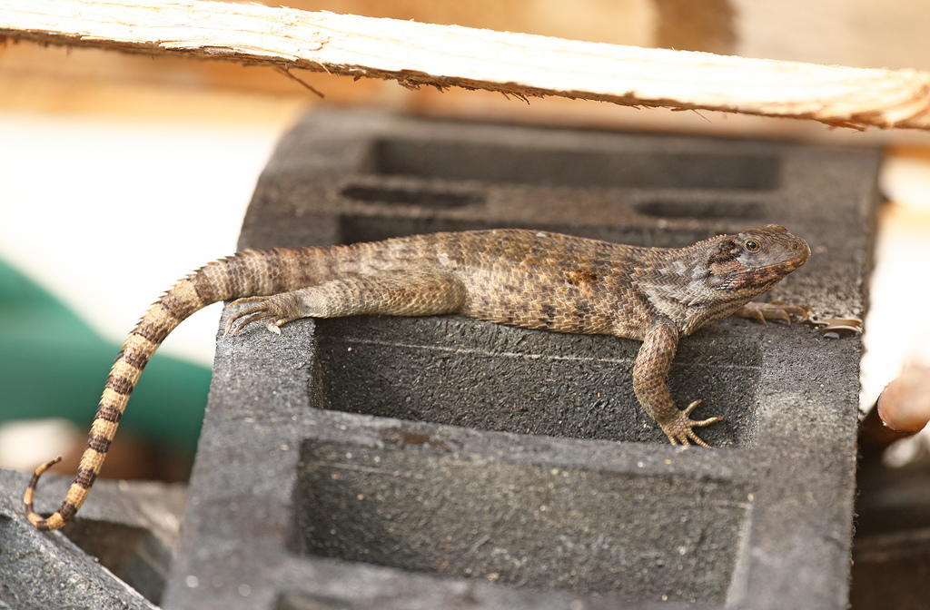 Northern Curly-tailed Lizard
