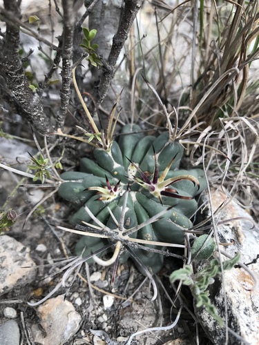Chihuahuan fishhook cactus