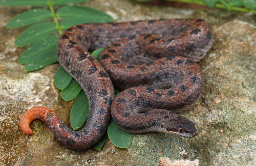 Dwarf Boa