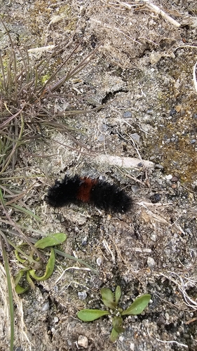 Isabella Tiger Moth